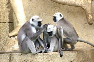 green-monkeys-112275_960_720