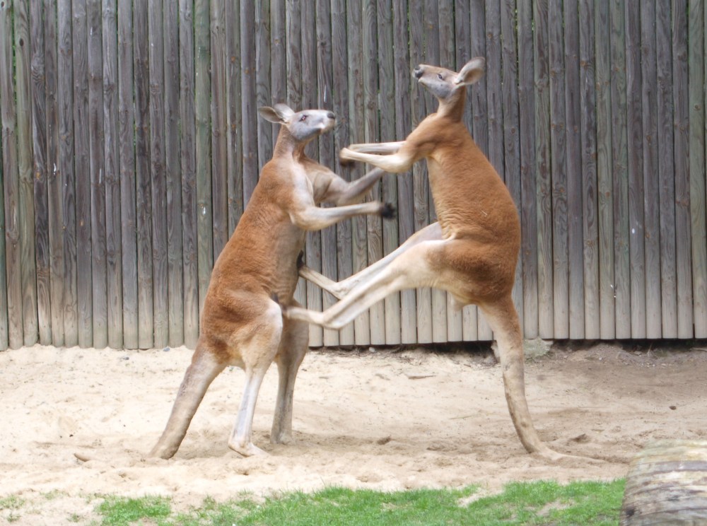 -_fighting_red_kangaroos_1.jpg